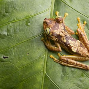 Chachi tree frog {Hyla picturata}  