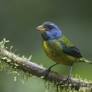 Moss-backed tanager