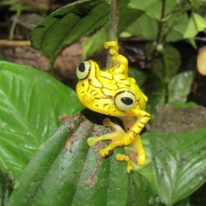 Chachi arboreal frog (Hypsiboas picturatus) by  Jorge Zambrano