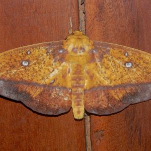 Imperial moth by Efraín Cepeda