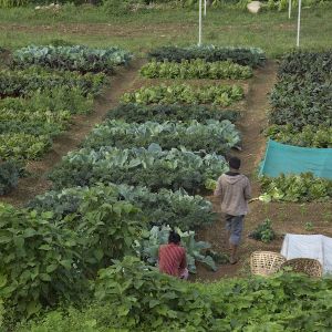 Production at maharahe bio-intensive farm