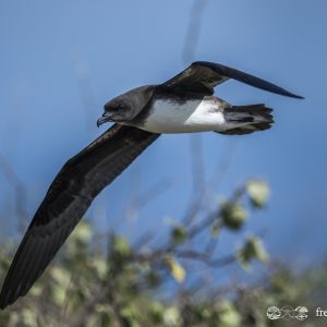 Pterodroma alba flight (Fred Jacq)