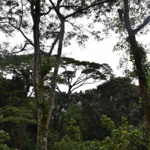 forest used by Grauer's gorilla