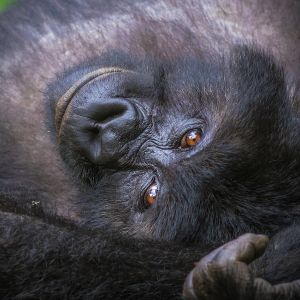 Resting grauers gorilla by mike davison