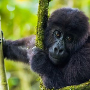 Young grauers gorilla by mike davison