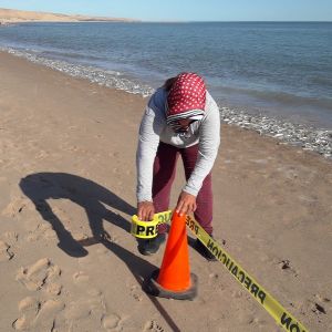 demarcating the protected beach