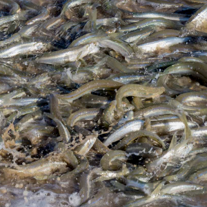 Spawning grunion sardines