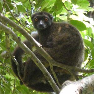 white-fronted brown lemur, female