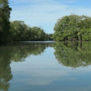 Mangroves (photo: Scott Hecker)