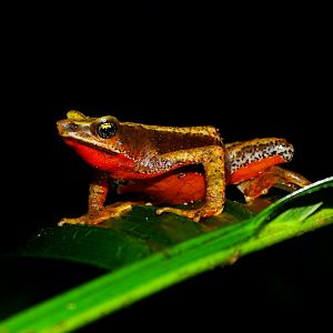 San lorenzo harlequin frog (atelopus nahumae) - credit fundacion atelopus