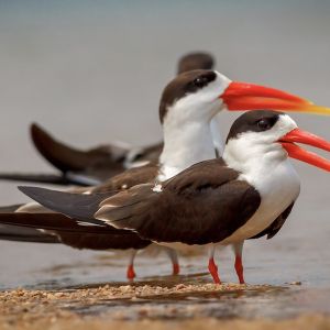 Indian scissor-bill (by Deepak Sahu)