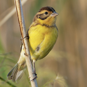 Yellow-breasted bunting (by Vincent Wang)