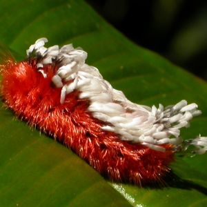 Caterpillar - credit fcat