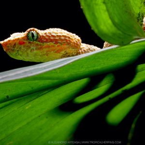 Eyelash viper (bothriechis schlegelii) - credit alejandro arteaga