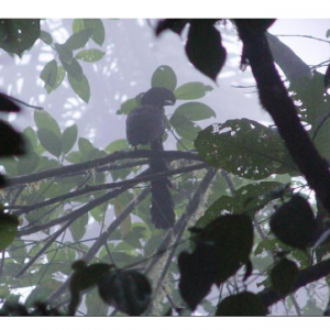 Long-wattled umbrellabird (cephalopterus penduliger) in the mist - credit luis carrasco