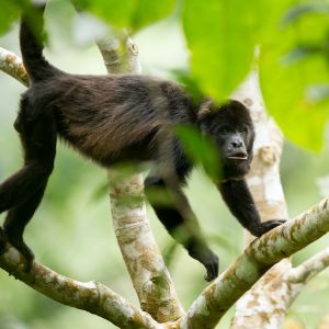 Mantled howler monkey (alouatta palliata) - credit fcat