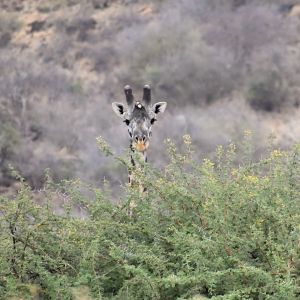 Giraffe - lake kwenia 1 copy