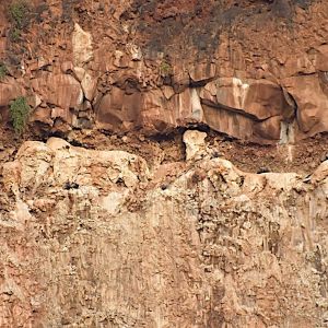 Rupells vultures on kwenia cliff copy