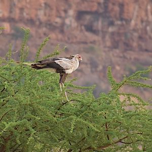 Secretary bird at the base of the kwenia cliffs copy