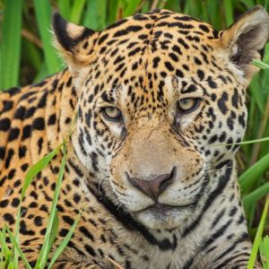 Jaguar by christian sanchez