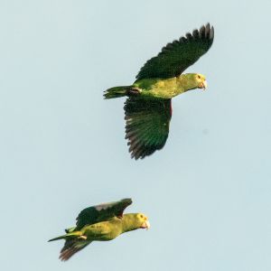 Yellow-headed parrots