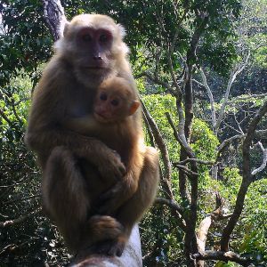 Assamese macaque credit association anoulak