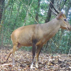 Large-antlered muntjac by association anoulak