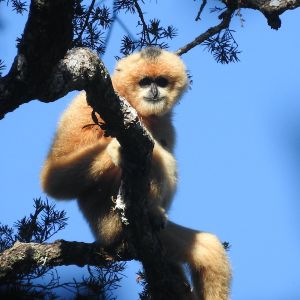 White-cheeked gibbon in nakai - nam theun national park, laos