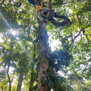 Tree climbing course in manu