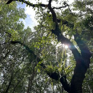 Mangrove canopy by scott hecker