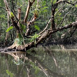 Mangrove forest by scott hecker