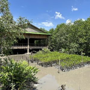 Mangrove restoration nursery by scott hecker