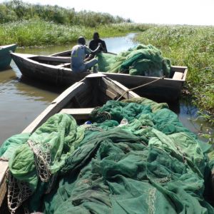 Mosquito nets being used in a fish breeding area