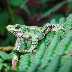 Santa marta harlequin toad