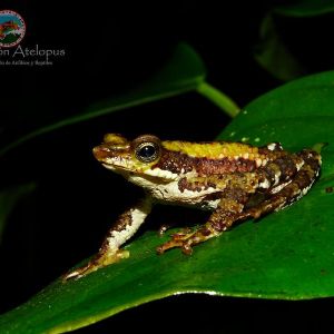 Santa marta harlequin toad