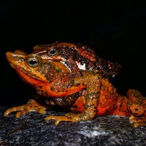 Santa marta harlequin toad in amplexus