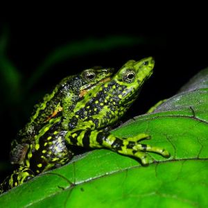 Santa marta harlequin toads in amplexus