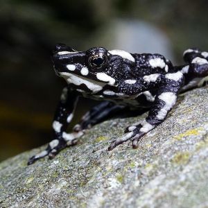 Starry night harlequin toad (Atelopus arsyecue)