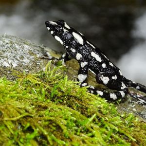 Starry night harlequin toad