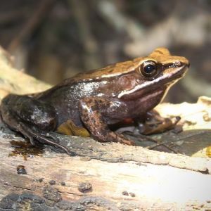 Amnirana occidentalis - michael akrasi