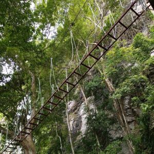 canopy walkway