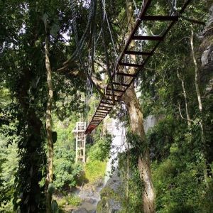 canopy walkway