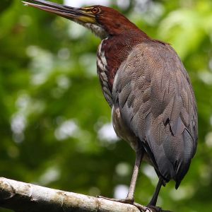 bare-throated tiger heron (credit acca)