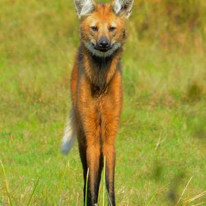 Maned wolf (photo: Fabian Meijer)