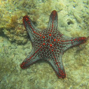 Bahia santa elena 0620 estrella de mar 15julio2015