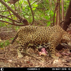 Jaguar nancite 2016 luis fonseca lopez