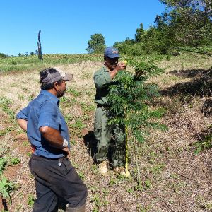 Measuring tree (Jose Fernandes)