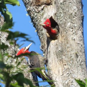 Robust woodpeckers at nest cavity (credit: Carlos Ferreyra)