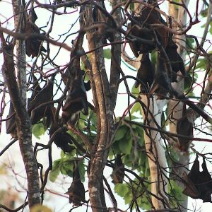 Fruit bats roosting at Tangkuladi