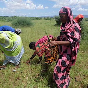 Women's association planting vetiver